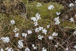 Image of narrowleaf onion