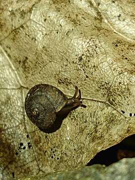 Image of Thalassohelix zelandiae (Gray 1843)