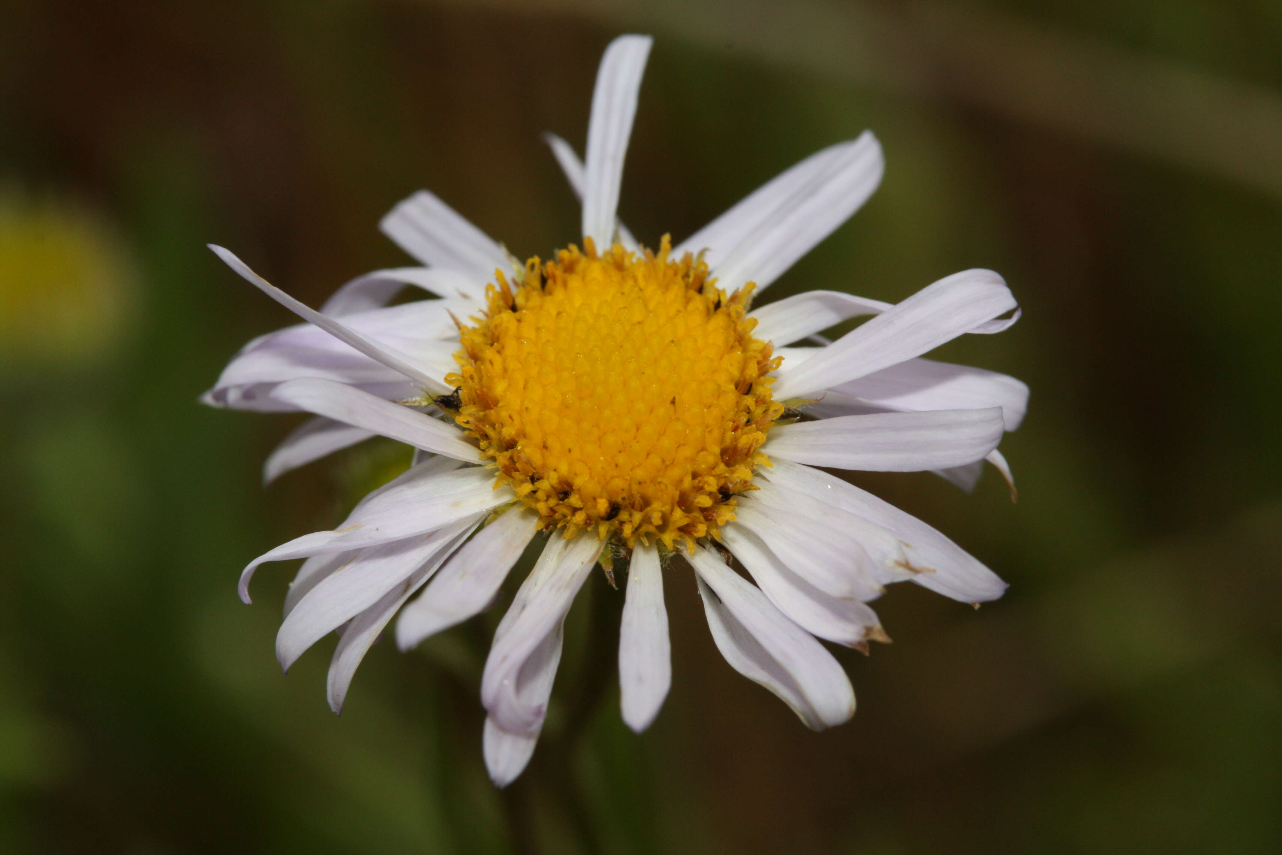 Image of Oxeye Daisy