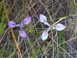 Image of Moraea tripetala subsp. tripetala