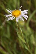 Image of Oxeye Daisy