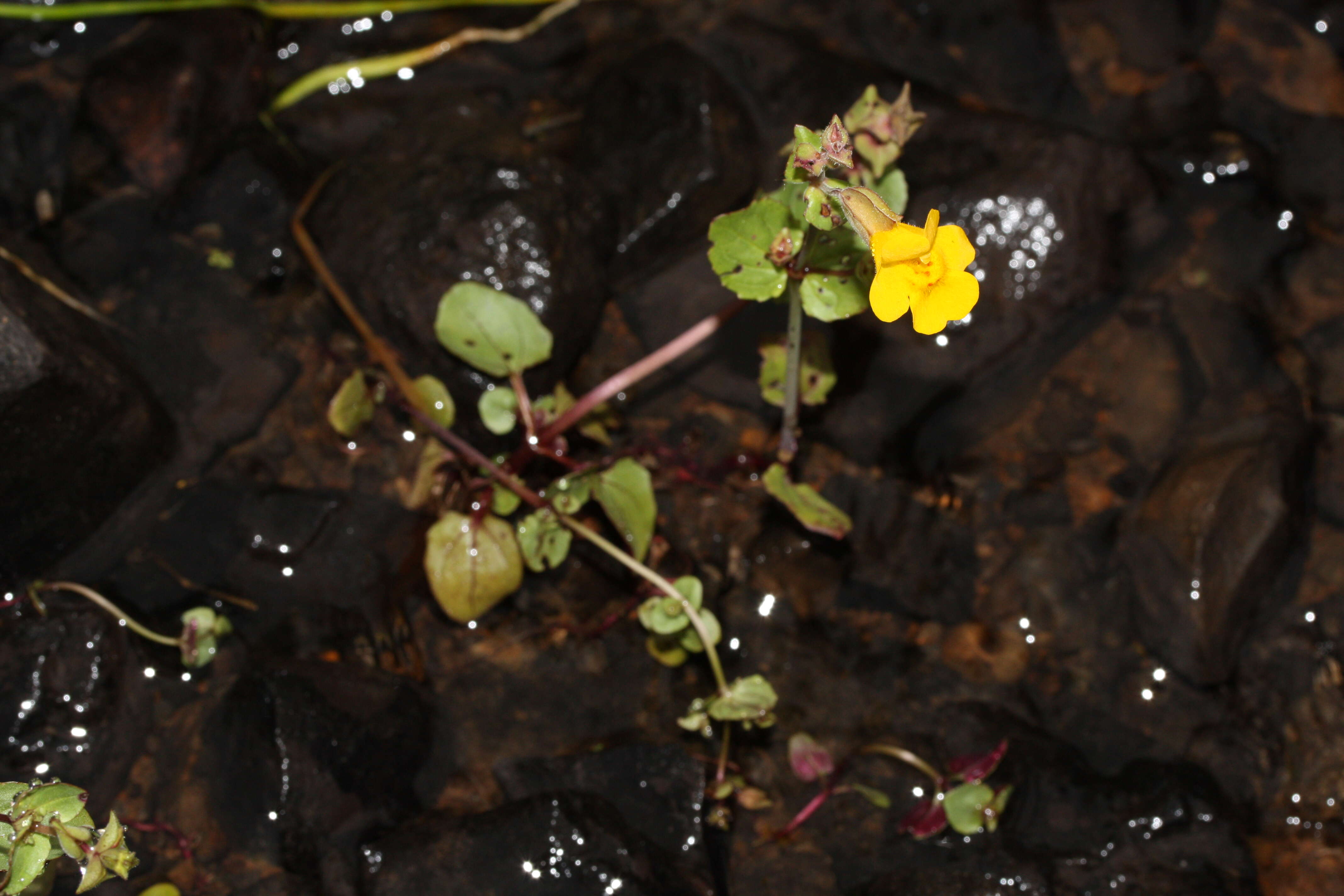 Image of Erythranthe guttata (DC.) G. L. Nesom