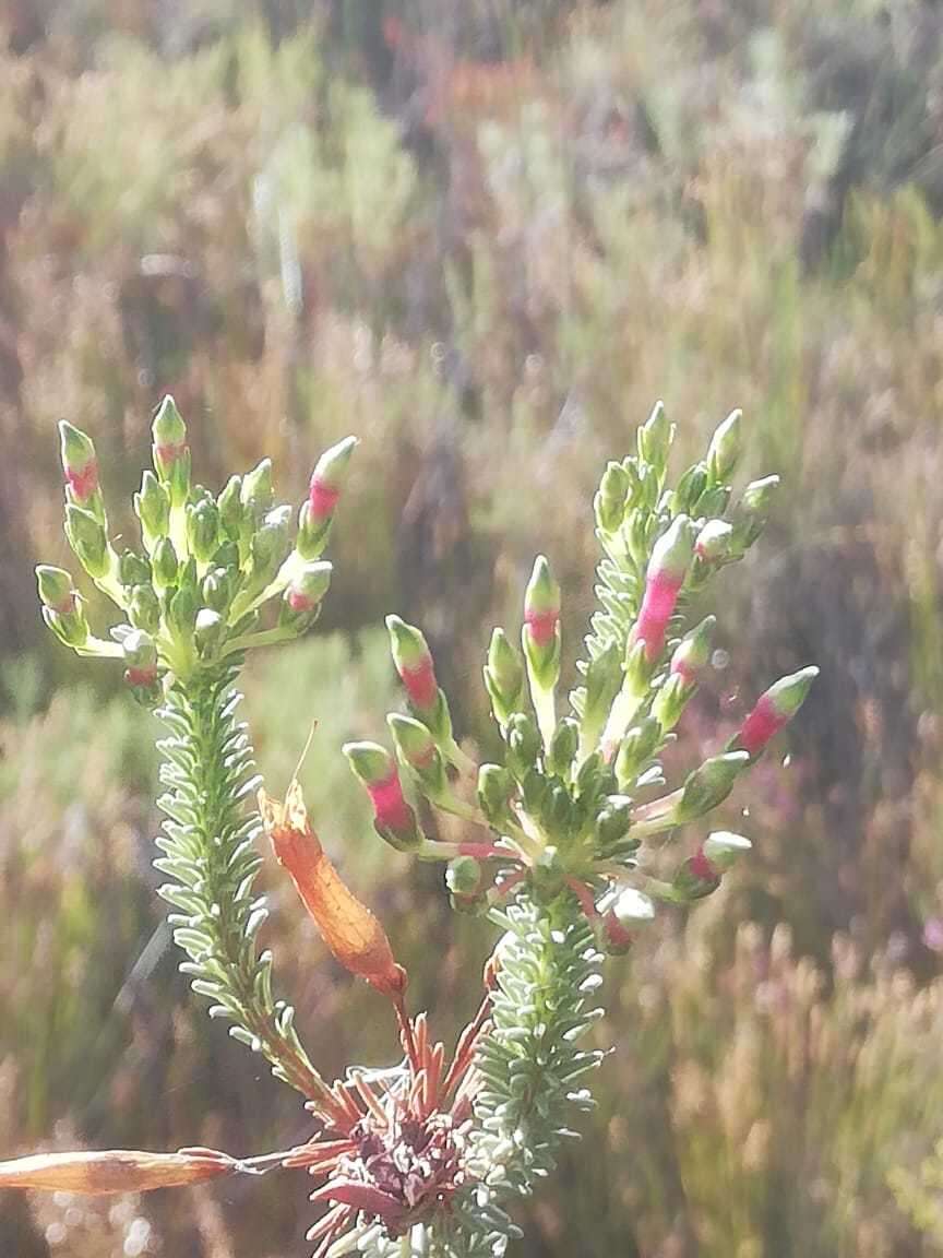 Plancia ëd Erica fascicularis L. fil.