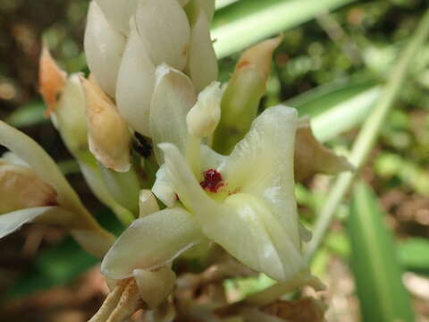 Image of Alpinia oxymitra K. Schum.