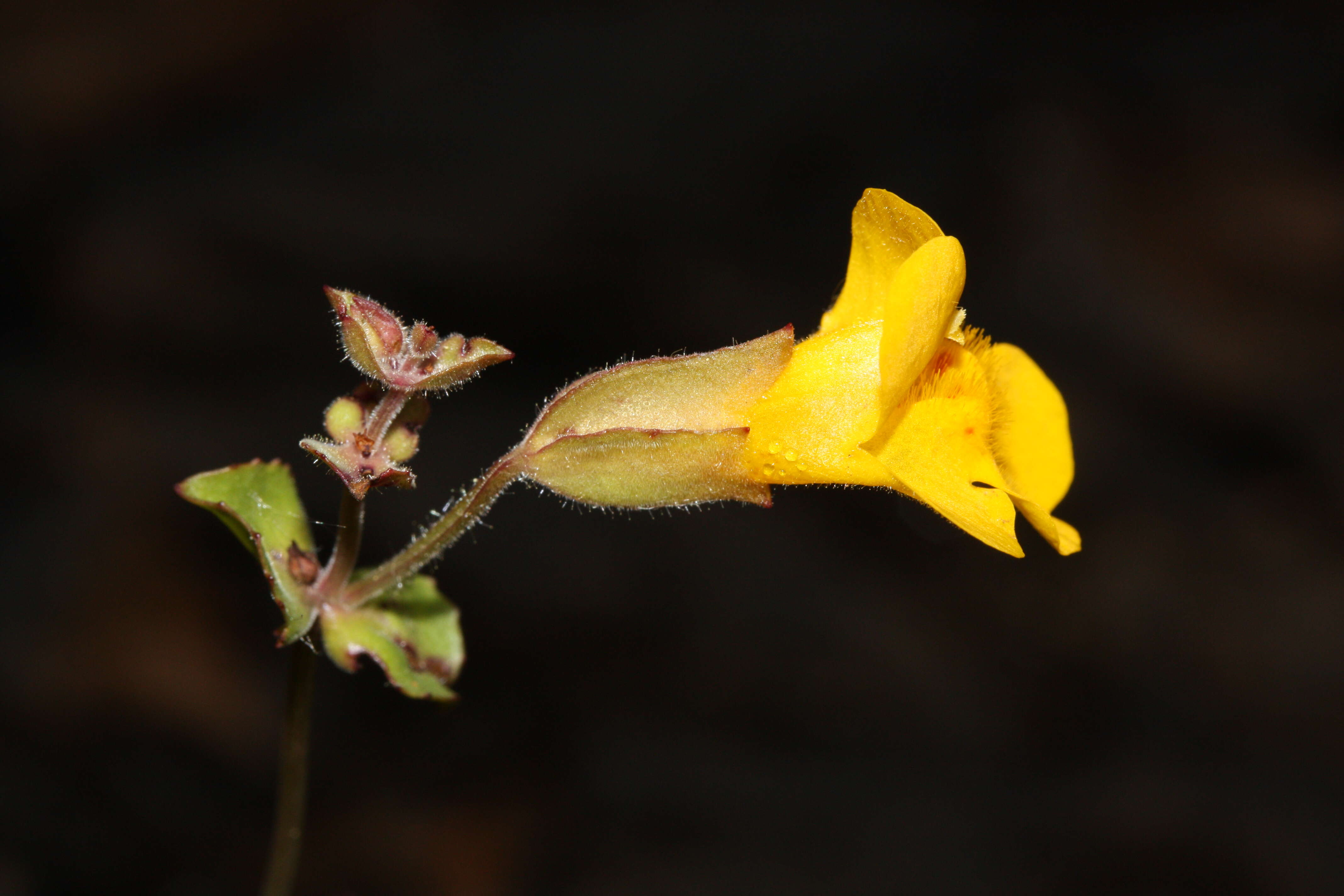 Image of Erythranthe guttata (DC.) G. L. Nesom