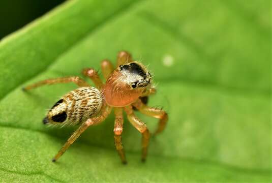 Image of Evarcha flavocincta (C. L. Koch 1846)