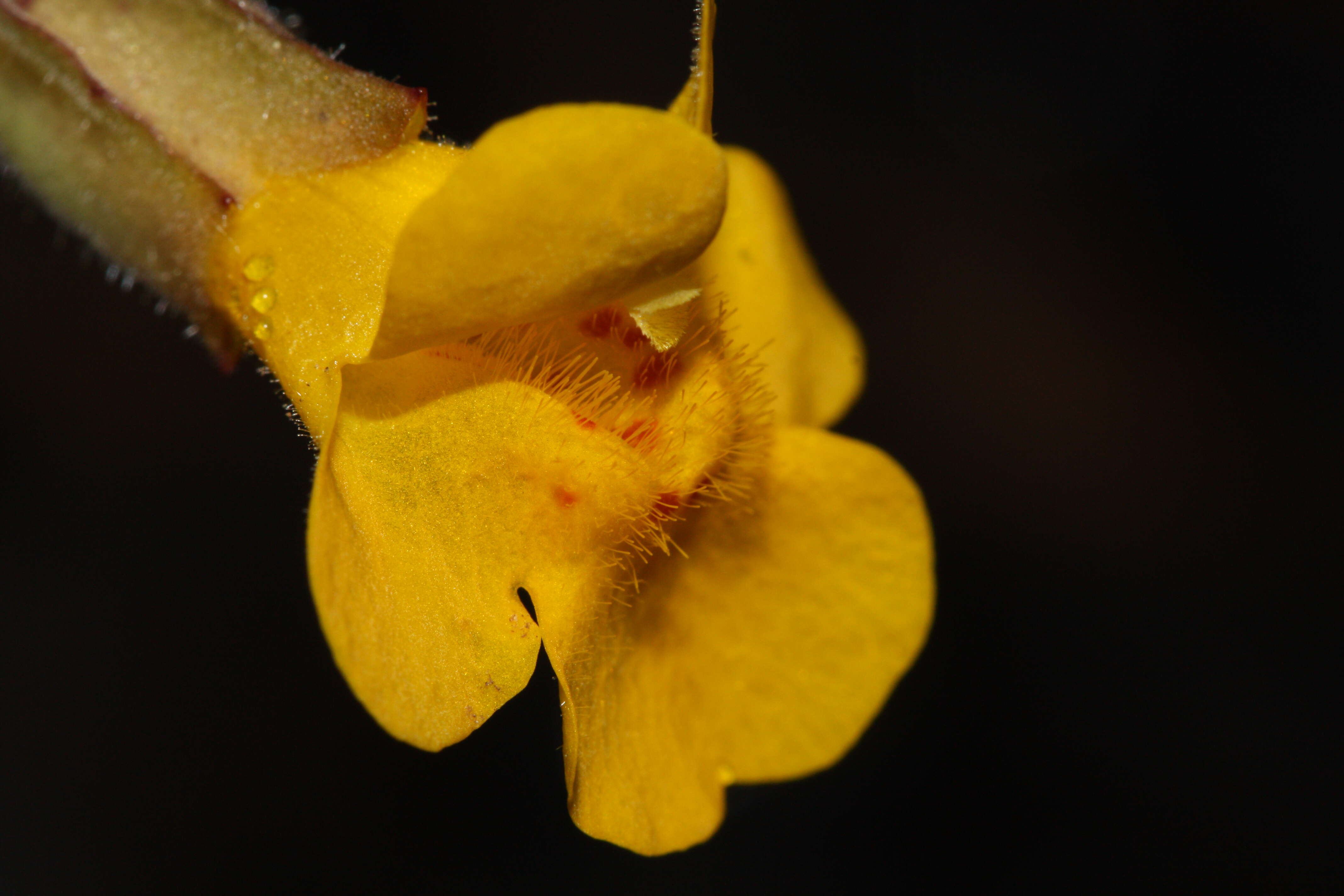 Image of Erythranthe guttata (DC.) G. L. Nesom