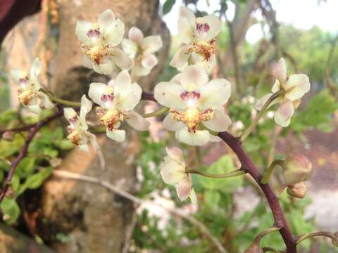 Слика од Trichocentrum stramineum (Bateman ex Lindl.) M. W. Chase & N. H. Williams