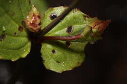 Image of Erythranthe guttata (DC.) G. L. Nesom