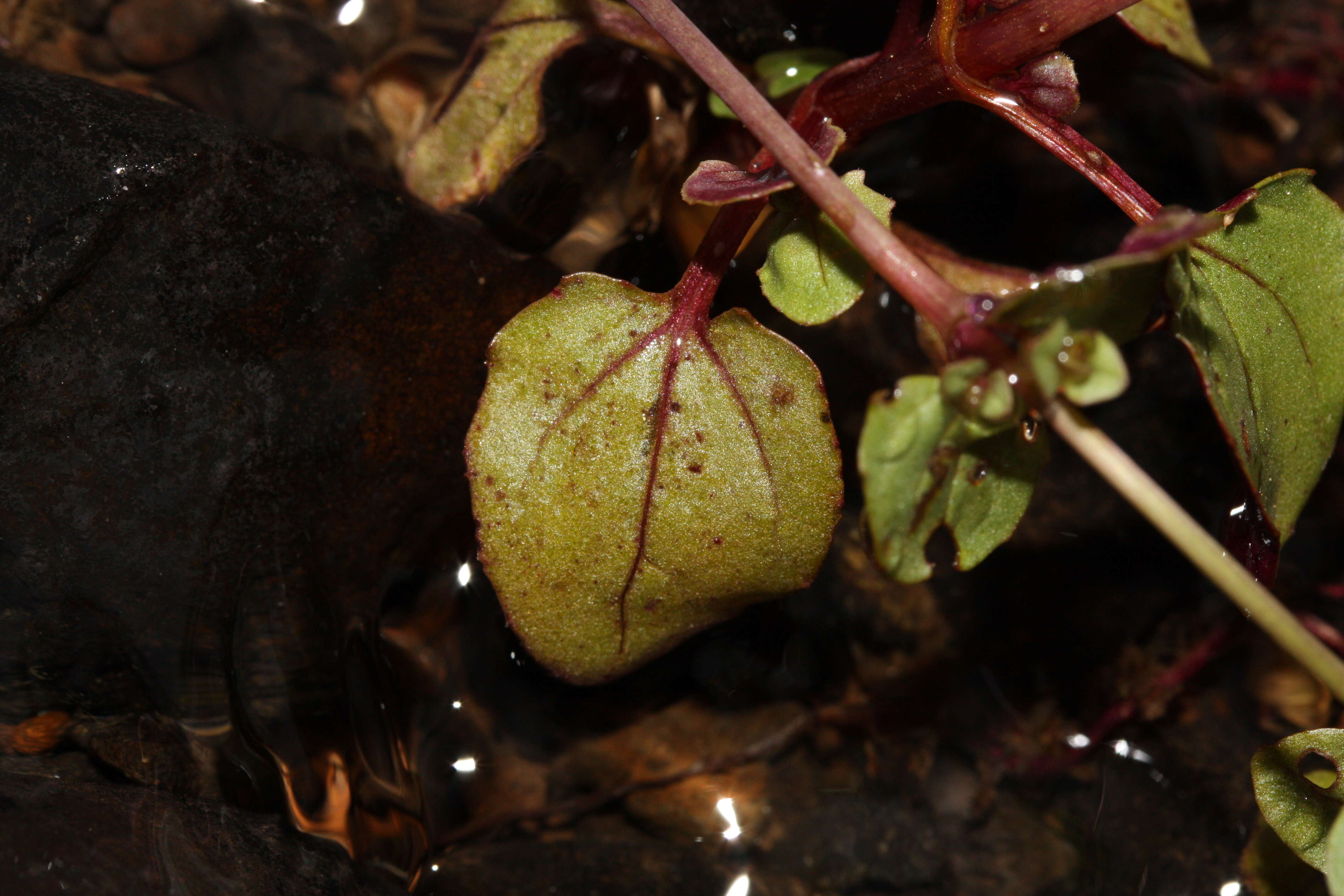 Image of Erythranthe guttata (DC.) G. L. Nesom