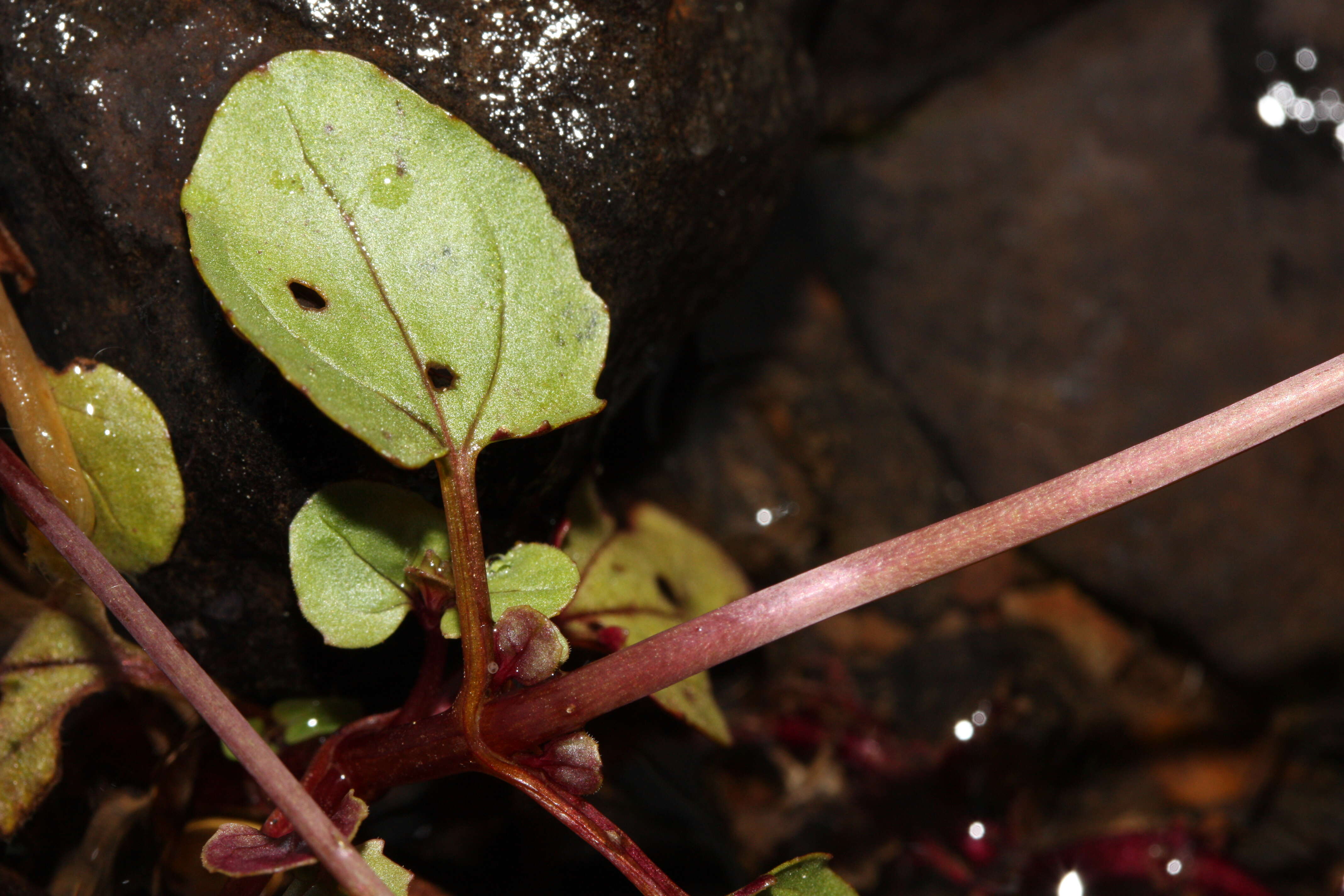 Image of Erythranthe guttata (DC.) G. L. Nesom