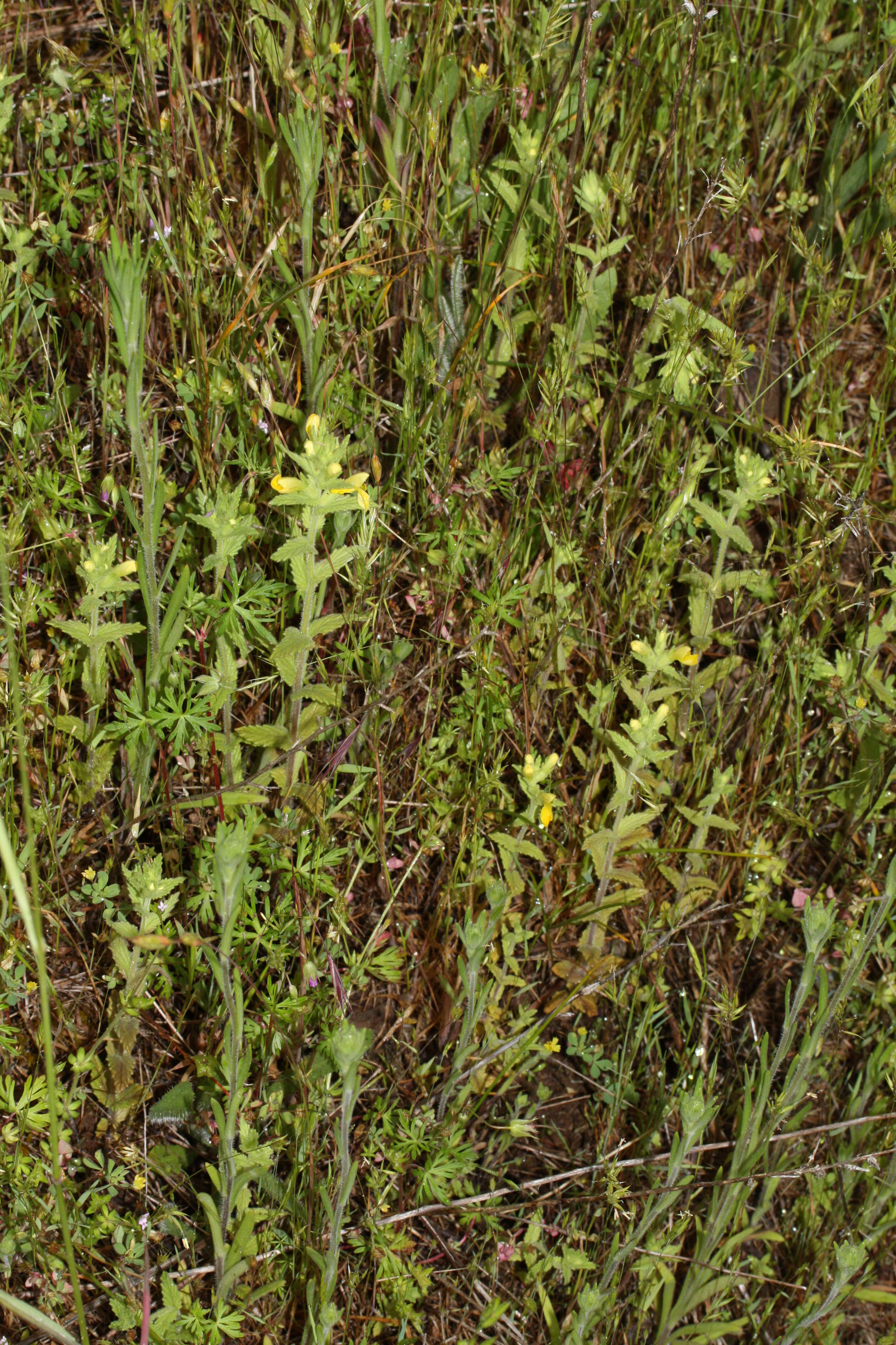 Image of Yellow Glandweed