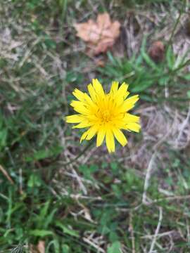 Image of August-Flower