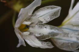 Image of white brodiaea
