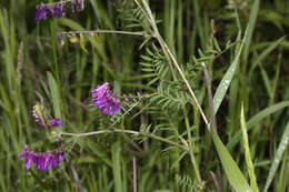 Image of bird vetch