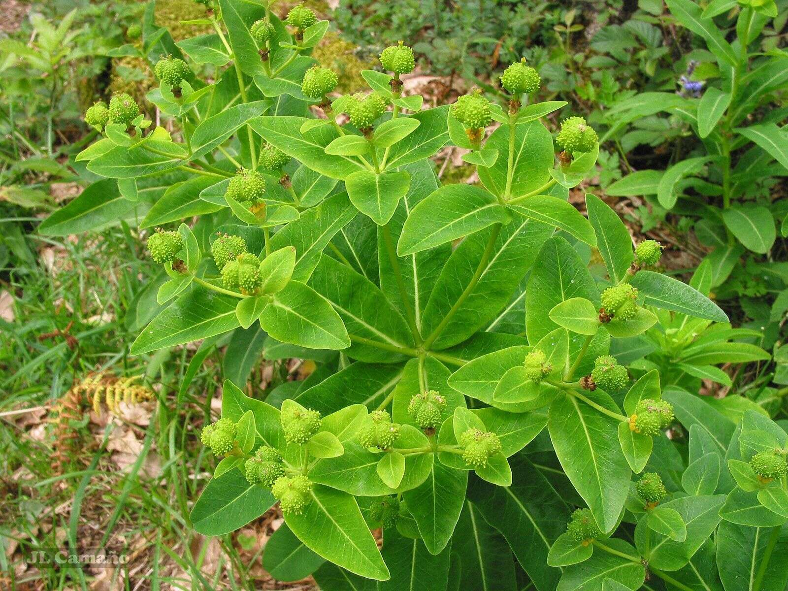 Imagem de Euphorbia hyberna L.