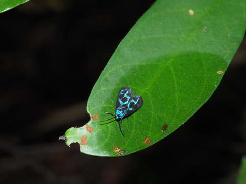 Image of <i>Clelea formosana</i>