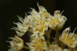 Image of meadow death camas