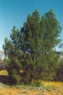 Image of Cypress Pine