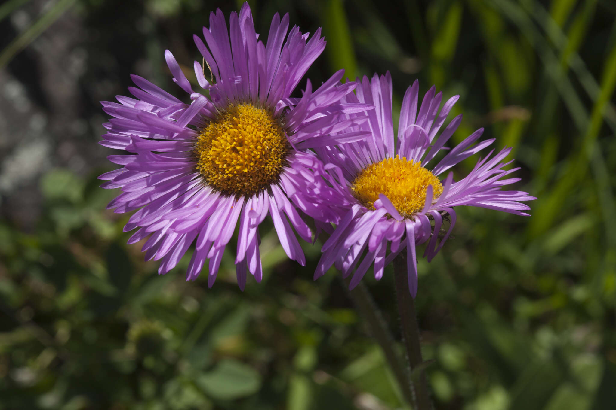 Image de Erigeron caucasicus subsp. venustus (Botsch.) Grierson