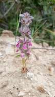 Image of Sideritis romana subsp. purpurea (Talbot ex Benth.) Heywood