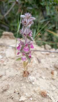 Image of Sideritis romana subsp. purpurea (Talbot ex Benth.) Heywood