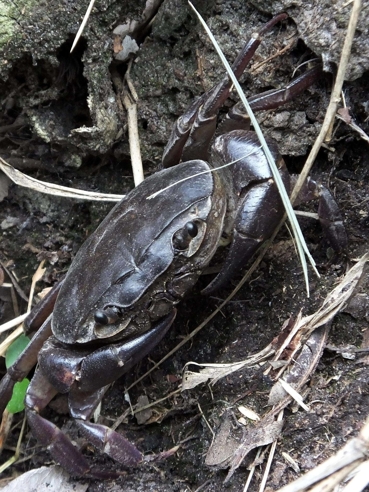 Image of Potamonautes barbarai Phiri & Daniels 2014