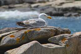 Image of European Herring Gull