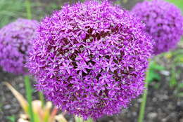 Image of Allium giganteum Regel