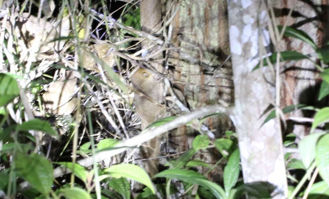 Image of Goodman's Mouse Lemur