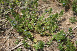 Image of common speedwell