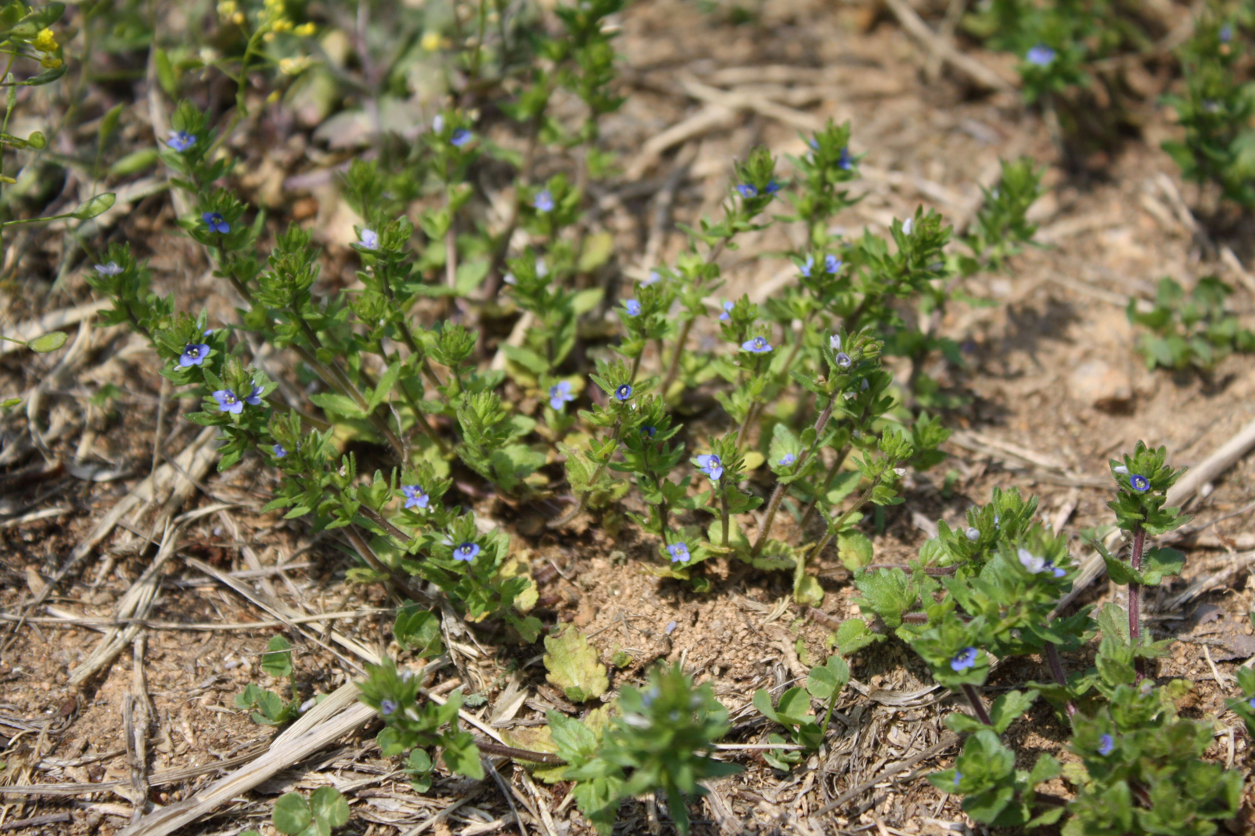 Image of common speedwell