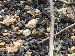 Image of Asian Grizzled Skipper