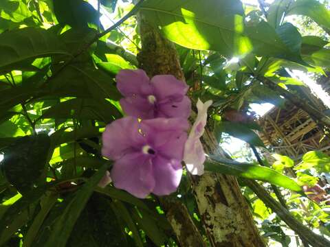 Image of largeflower brunfelsia