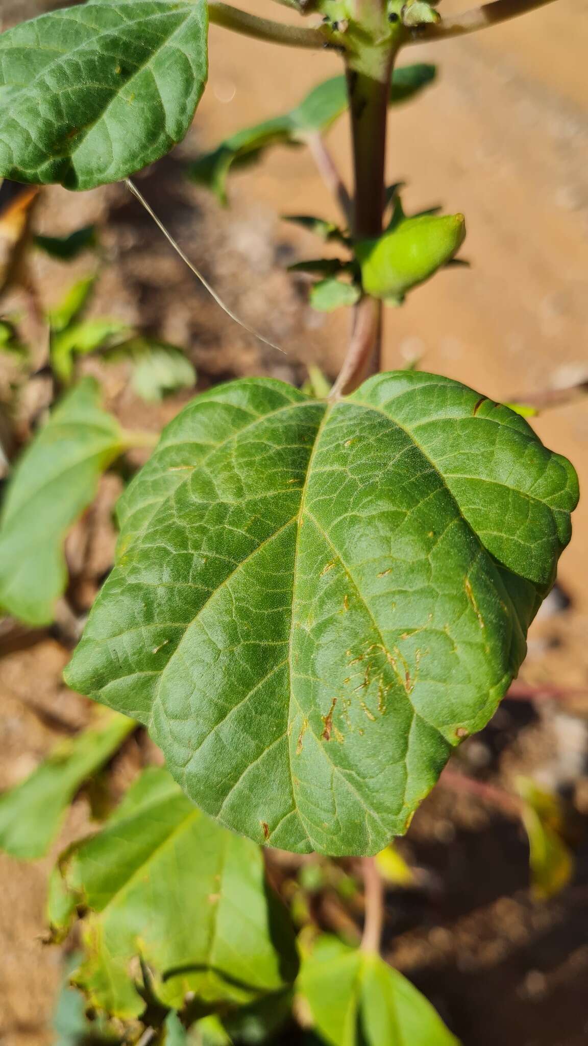 Image of Rogeria longiflora (Royen) J. Gay