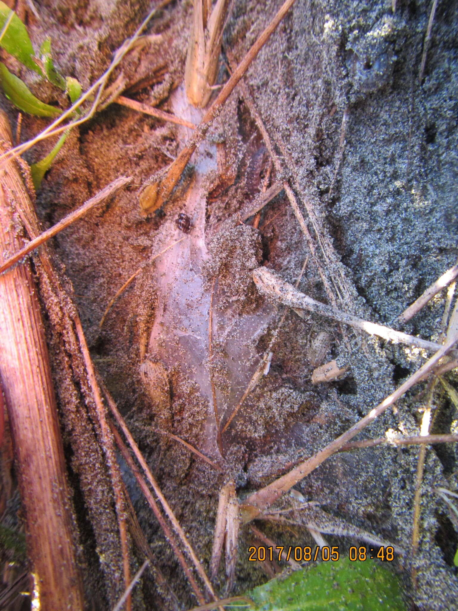 Image of Black tunnelweb