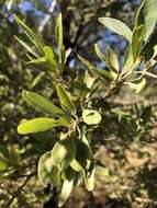 Image de Terminalia supranitifolia N. B. Byrnes