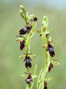 Слика од Ophrys insectifera L.