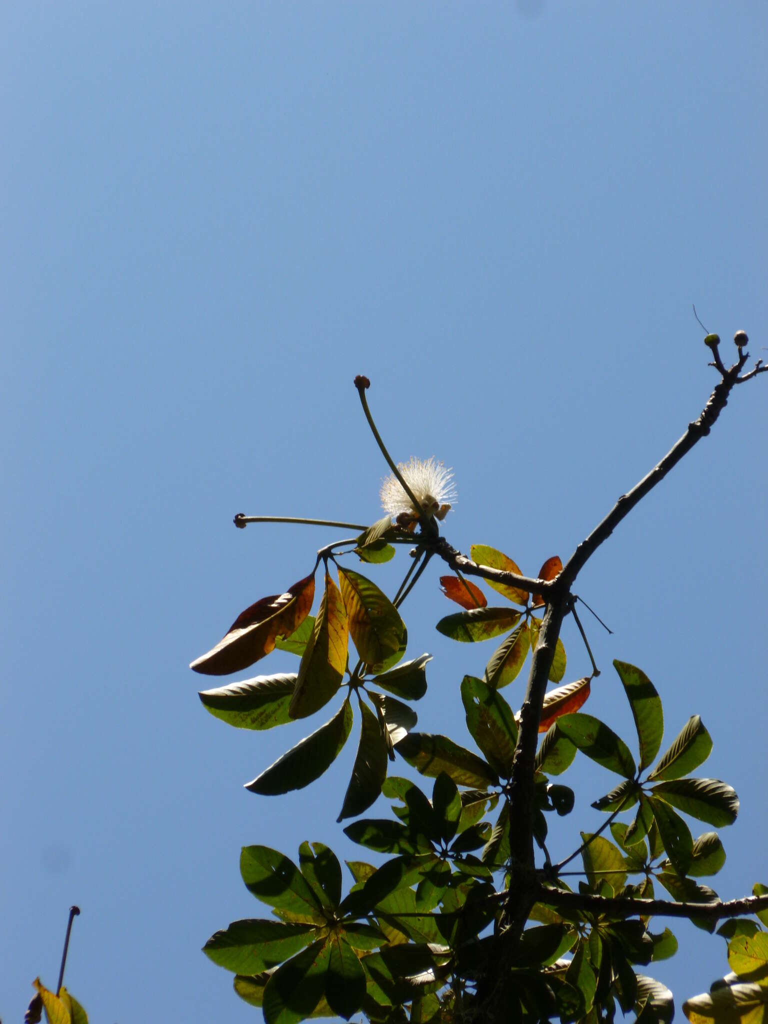 Image of Barrigon Kapoktree