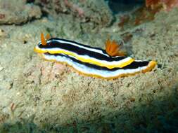 Image of Chromodoris africana Eliot 1904