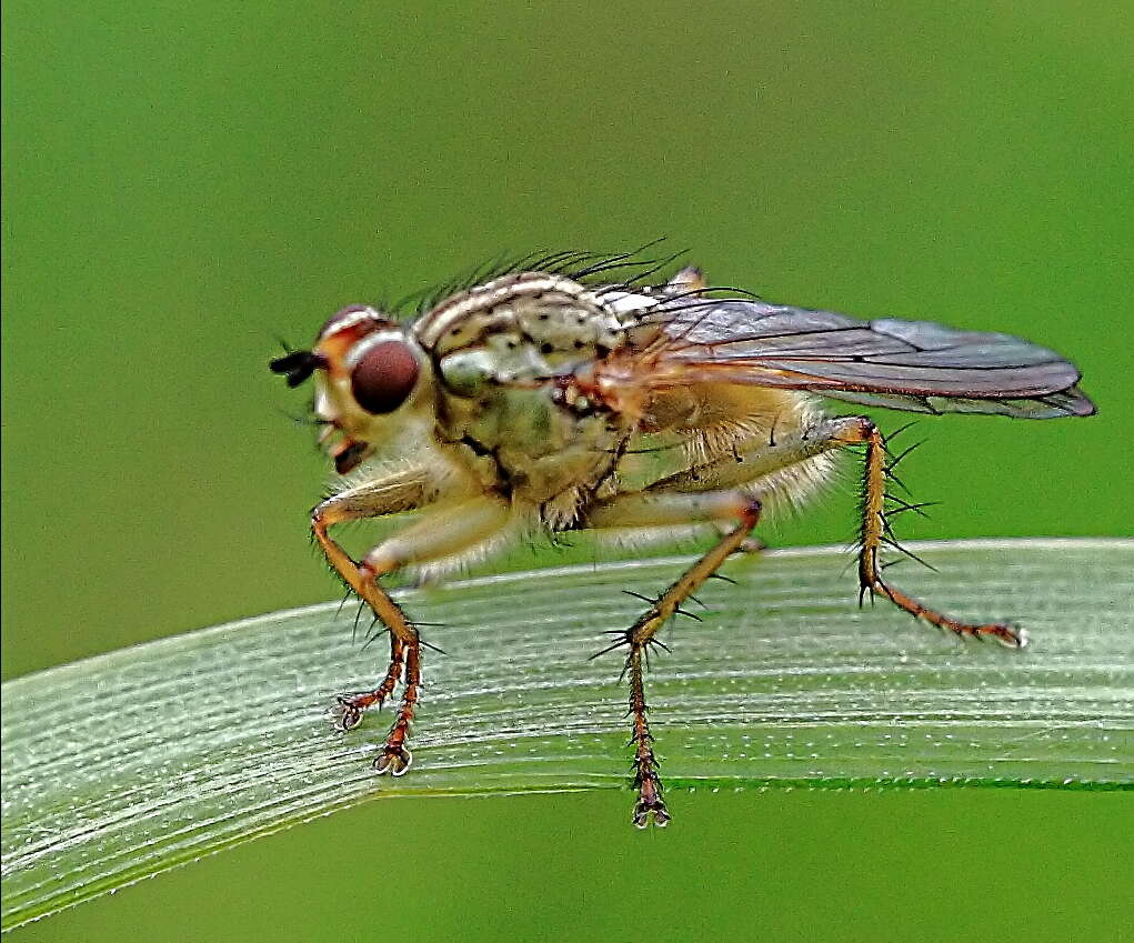 Image of Scathophaga stercoraria (Linnaeus 1758)