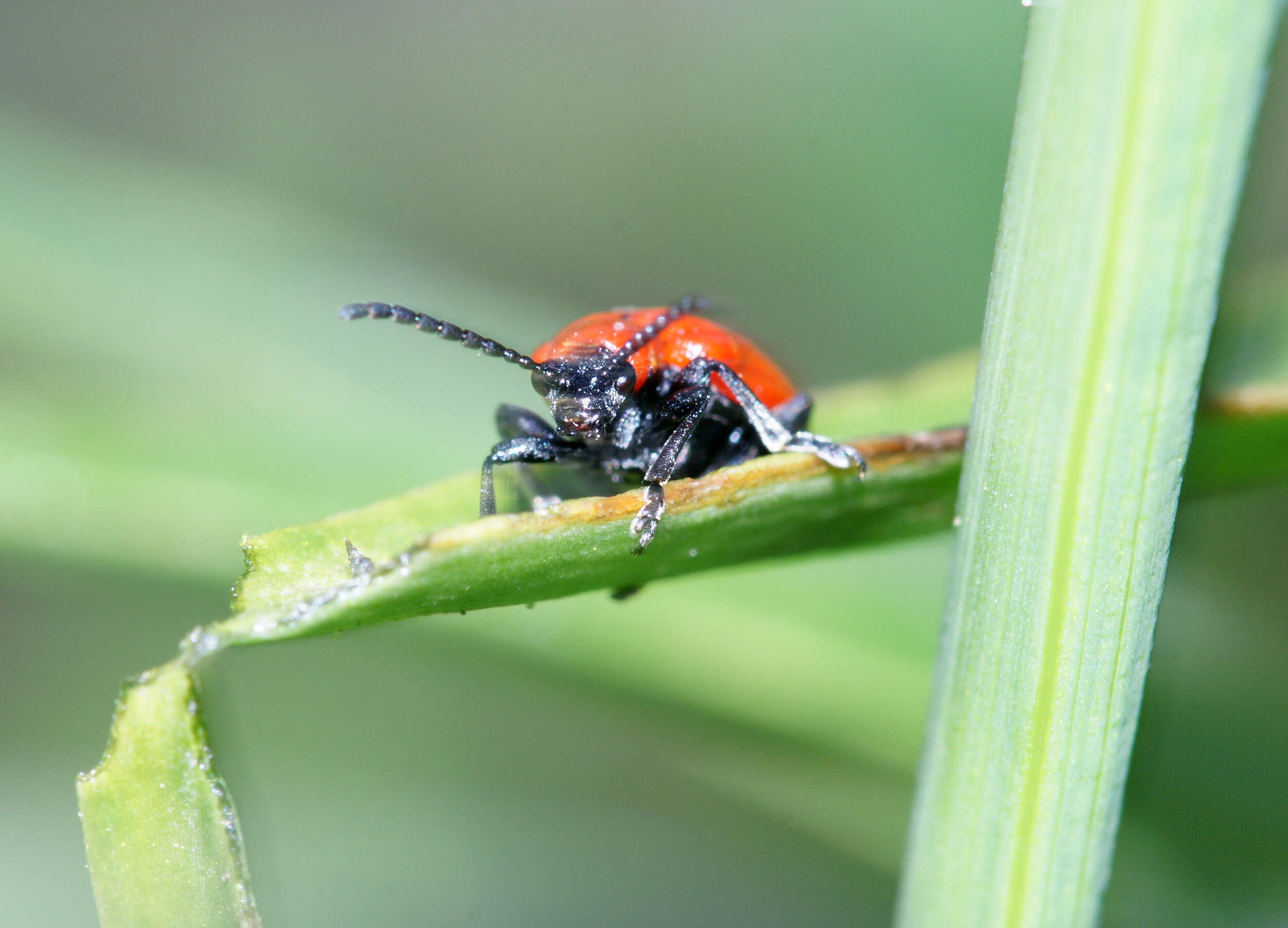 Image of Scarlet lily beetle