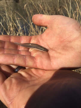 Image of Blackspotted Topminnow