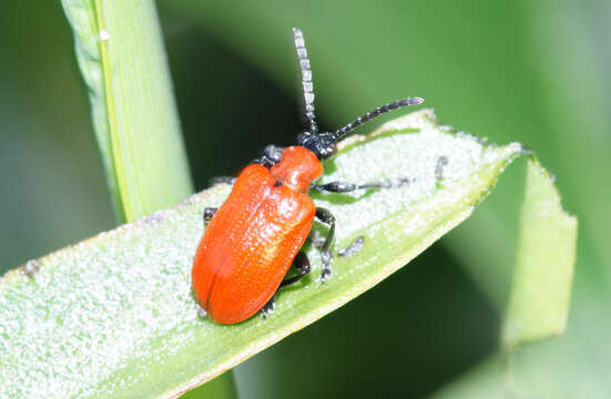 Image of Scarlet lily beetle