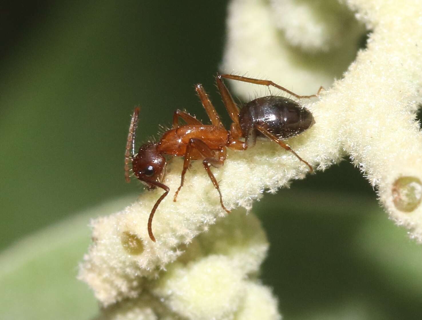 Image of Florida Carpenter Ant