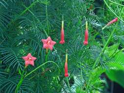 Image of Cypress Vine