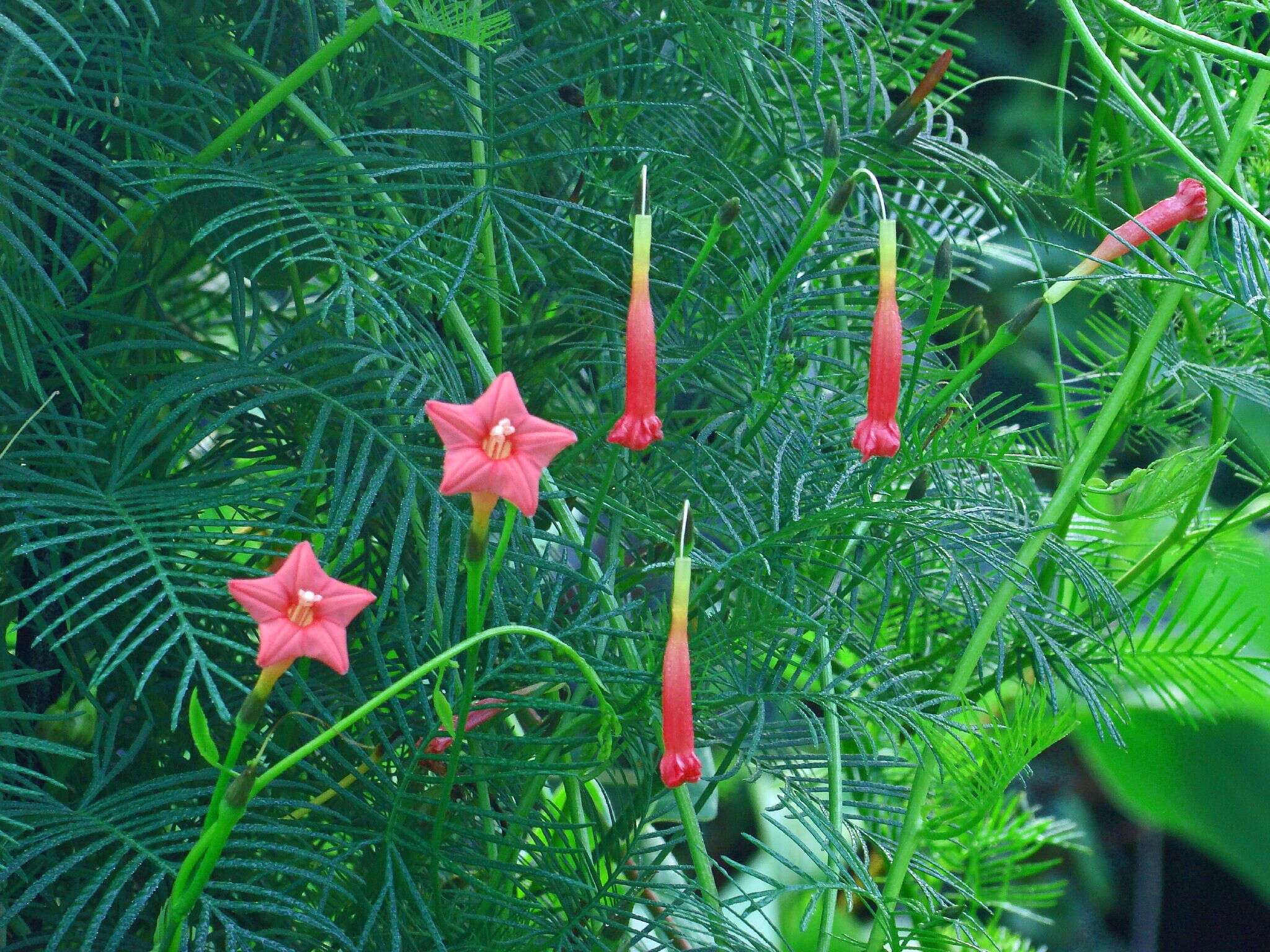 Image of Cypress Vine