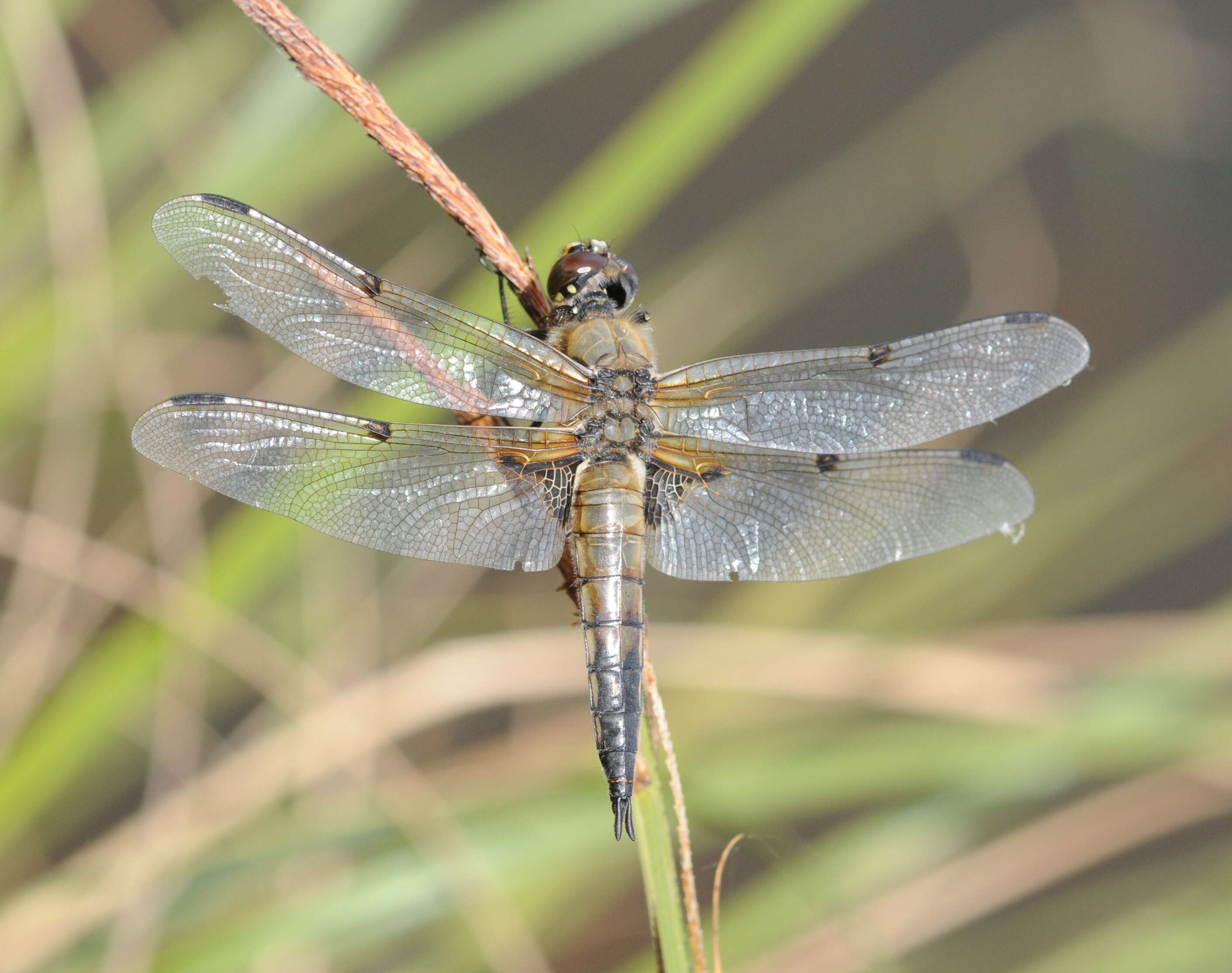 Image of Four-spotted Chaser