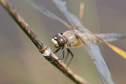 Image of Four-spotted Chaser