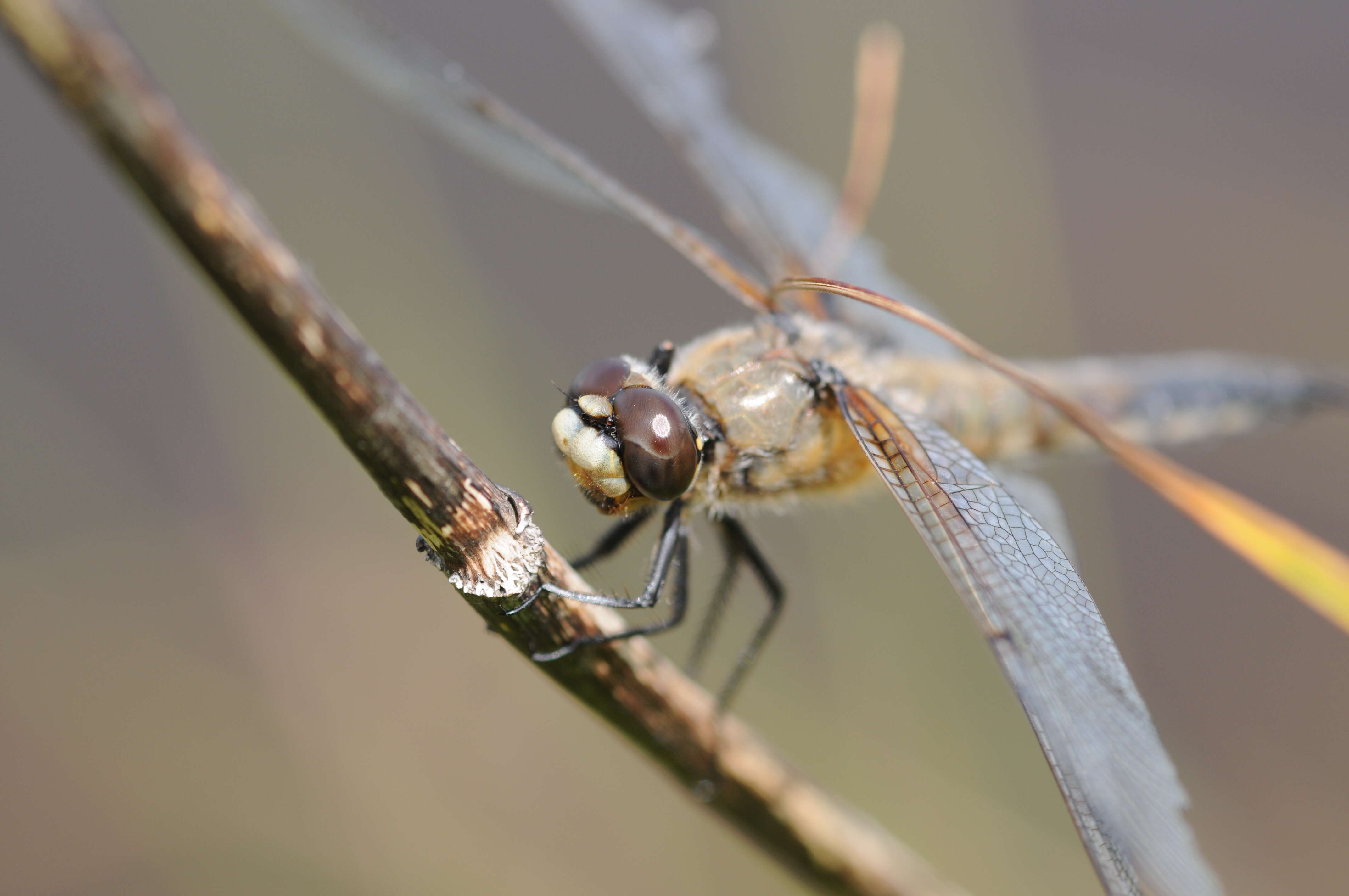 Image of Four-spotted Chaser